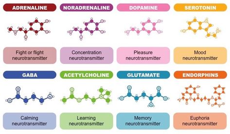 adhd brain neurotransmitters - Google Search Chemical Synapse, Molecule Tattoo, Brain Chemistry, Chemical Structure, Brain Function, Biochemistry, Anatomy And Physiology, Natural Food, Logic