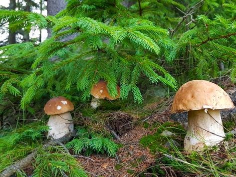 Mushroom Pictures, Smell Of Rain, Mushroom Drawing, Rustic Wooden Table, Mushroom Fungi, Nature Drawing, Ceramic Pot, Wooden Tables, Lemon Grass