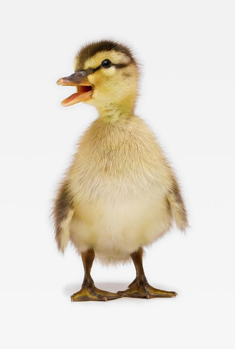 Mallard Duckling (anas Platyrhynchos) Mallard Duckling, Duck And Ducklings, Cute Ducklings, Poster Baby, Duck Art, Baby Ducks, Airbrush Art, Mallard, Swans