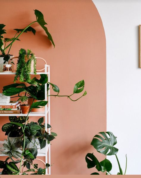 Terracota Feature Wall, Terracotta Arch Wall, Styling With Plants, Terracotta Aesthetic, Terracotta Bedroom, Plant Shelfie, Tropical Houseplants, Terracotta Walls, Plants Monstera