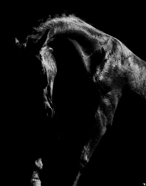 Wild Horse Photographer, Horse Anatomy, Black And White Photo Wall, Horse Inspiration, Horse Posters, Black Stallion, Horse Wallpaper, The Boogeyman, Andalusian Horse