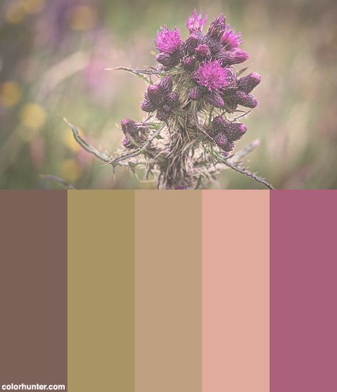 Highland Thistle Color Scheme from colorhunter.com Thistle Color Palette, Scottish Color Palette, Thistle Color, Scottish Heather, Palette Inspiration, Scottish Thistle, Spare Room, House Goals, Scottish Highlands