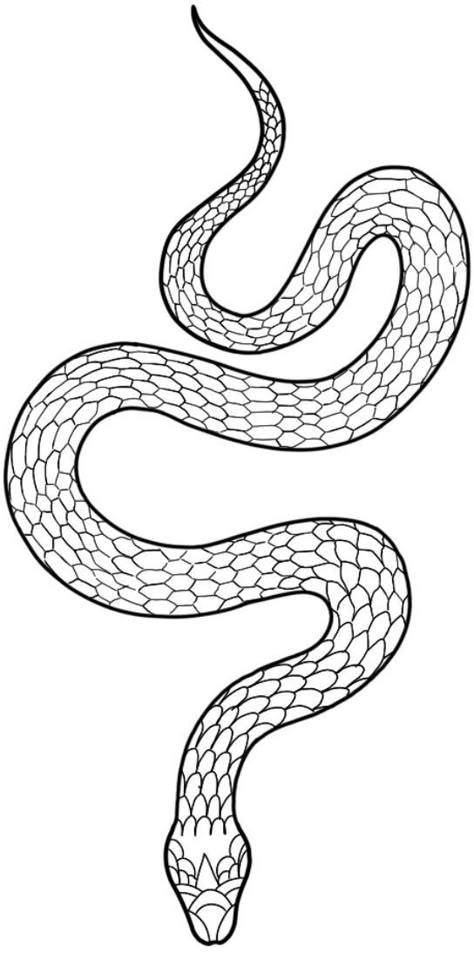 Tattoo Design Snake, Snake Outline, Snake Sketch, Dragon Tattoo Drawing, Small Snake Tattoo, Small Snake, Snake Drawing, Snake Tattoo Design, Tattoo Templates