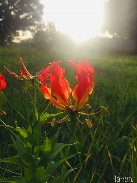 Flame Lily - Wild Flowers - African summers Flame Lily, Flower Boy, Favorite Flowers, Flower Boys, Meow Meow, Lily Flower, Flowers Nature, Pretty Things, Favorite Things