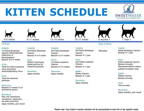 Cat Schedule, Kitten Care, Veterinary Hospital, All About Cats, Cat Pin, For Cats, Cat House, Feline, Kittens