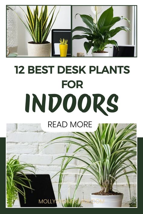 Enhance your workspace with the best indoor desk plants that will brighten up your office. Choose from a variety of small cactus species for indoor workspace or opt for lush greenery to create a cozy indoor plants decor desk. Discover the best office desk plants that not only purify the air but also add a touch of nature to your indoor space. These indoor plants are perfect for bringing life into your workplace and creating a more productive environment. Plants For Desk At Work, Office Decor Plants Work Spaces, Best Plants For Office, Office Desk Plants, Best Desk Plants, Plant Essentials, Cactus Species, Best Office Desk, Plants For Office