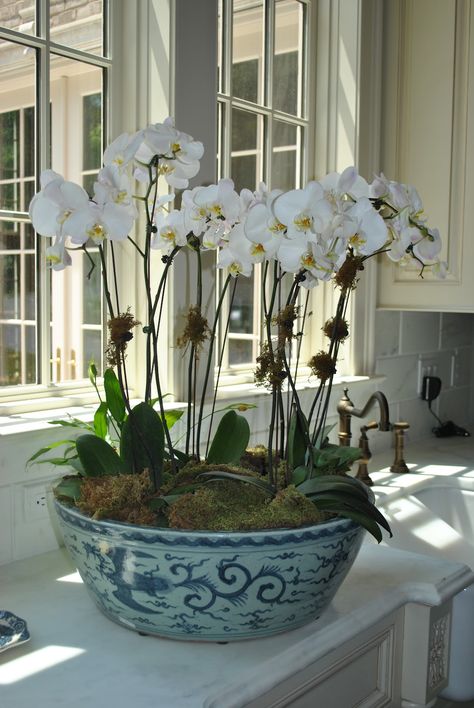 Orchids in blue porcelain. May do this with the large antique Willow-print bowl I have. Blue And White Bowl, نباتات منزلية, Blue White Decor, Orchid Arrangements, White Bowl, Enchanted Home, Orchid Care, Orchid Plants, Beautiful Orchids