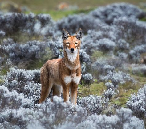 Critical Canine by Keith Connelly Photographics With fewer than 500 left in the wild and threatened by a burgeoning population, loss of habitat, domestic disease and cross breeding the Ethiopian Wolf falls firmly in the the critical range! Ethiopian Wolf, Wild Dog, African Wild Dog, Rare Animals, Endangered Animals, Wild Dogs, Red Fox, White Fox, Animal Planet