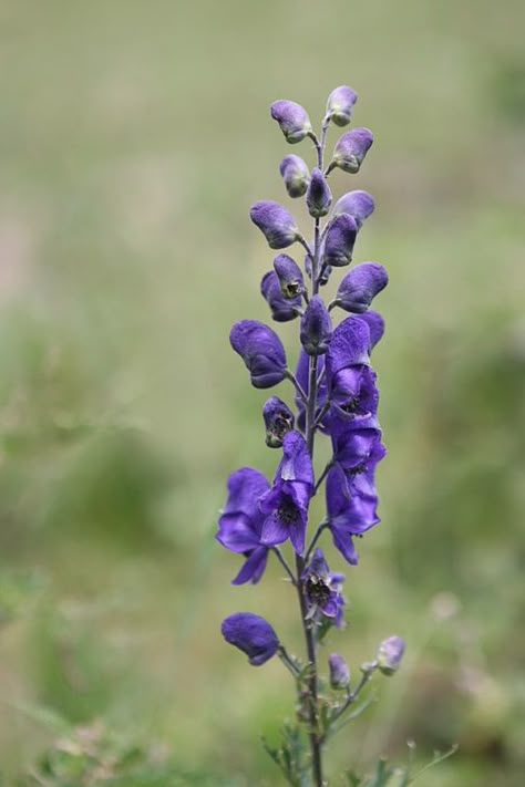 Wolfsbane Flower, Aconitum Napellus, Poisonous Plants, Flower Plants, Vampire Hunter, Disney Scrapbook, Cut Flowers, Planting Flowers, Mood Board