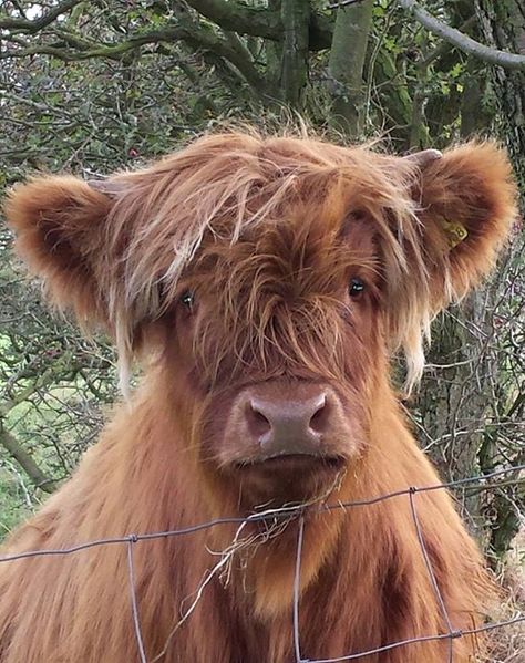 A lovably sad coo via tracey noy. don’t cry little guy! Highlander Cow, Highland Calf, Mini Cows, Baby Highland Cow, Fluffy Cows, Cow Pictures, Expressive Eyes, Brown Cow