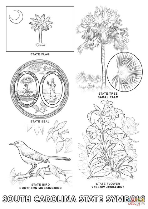 South Carolina Drawing, South Carolina Tattoo Ideas, South Carolina State Flower, State Coloring Pages, South Carolina Tattoo, Laser Products, South Carolina State Flag, South Carolina Art, Pyrography Ideas