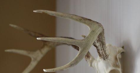 What To Do With Deer Antlers, How To Preserve Deer Skull, How To Clean Antlers, How To Clean A Deer Skull, European Skull Mount Ideas Diy, Skull Mounts Ideas Deer, Deer Skull Wall Mount, Fabric Deer Skull Mount, European Mount Deer Skull