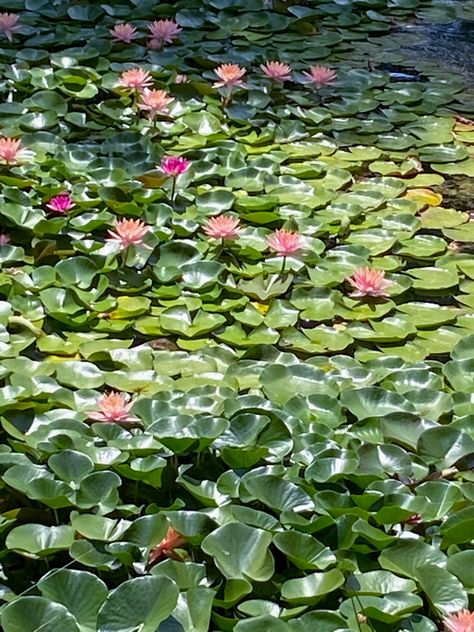 Lily Pad Pond Aesthetic, Nujabes Aesthetic, Lily Pad Aesthetic, Lilypad Wallpaper, Lilypad Aesthetic, Lily Pad Wallpaper, Pauline Core, Waterlily Aesthetic, Water Lily Aesthetic