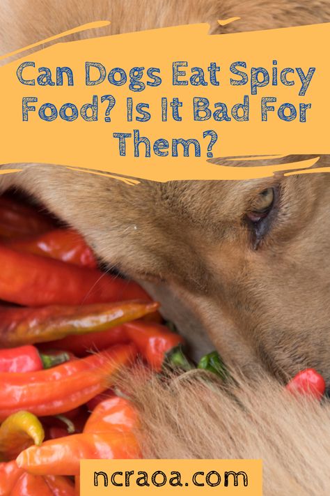 Want to share a hot pepper or other spicy food with your dog? Learn if its safe for dogs to have spicy, hot foods. Vindaloo, Spicy Thai, Sick Dog, Hot Peppers, Spicy Food, Human Food, Hot Pepper, Can Dogs Eat, Fresh Fruits And Vegetables