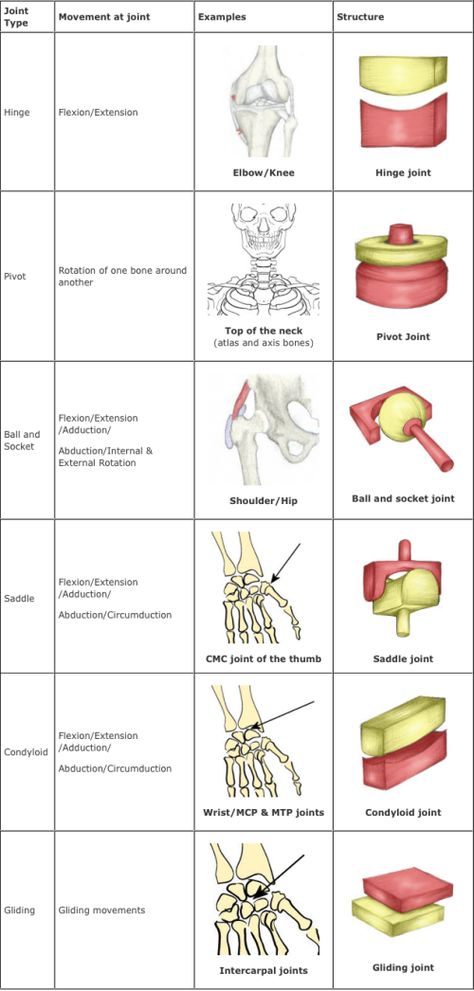 joints. - Infogram, charts & infographics Pivot Joints Anatomy, Joints And Ligaments Anatomy, Joints Of The Skeletal System, Types Of Joints Anatomy, Bones Of The Body Anatomy, Synovial Joints Anatomy, Types Of Joints, Human Joints, Joints Anatomy