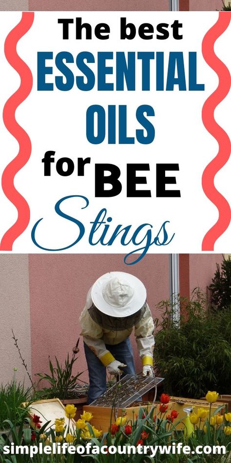 Bee stings are no fun but sometimes unavoidable.  However, there are essential oils for bee stings that can help soothe the affected area. Oils For Bee Stings, Essential Oils For Bee Stings Swelling, Bee Sting Remedy Essential Oils, Essential Oils For Bee Stings, Bee Stings Relief Swelling, Bee Sting Essential Oil, Essential Oil For Hives, Bee Sting Swelling, Bee Sting Relief