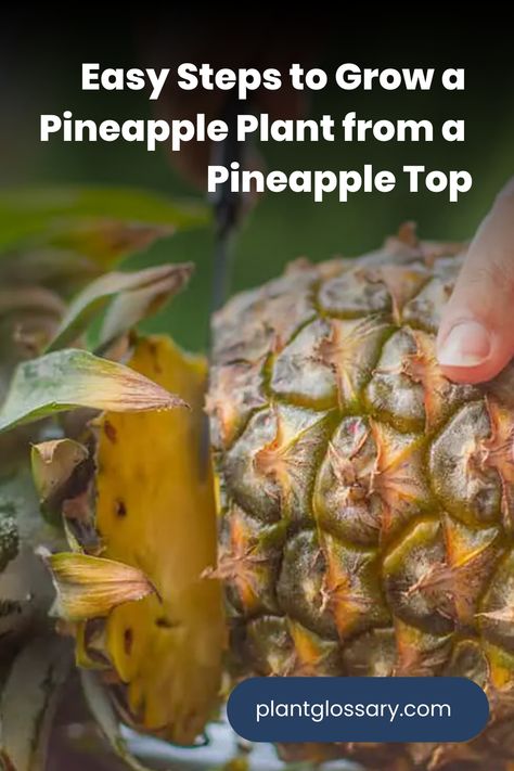 Have you ever wondered if you could grow your own pineapple from a store-bought fruit? The good news is, you can! By using the top of a pineapple, you can cultivate a new plant right at home. In this article, we’ll explain how to grow a pineapple plant from a pineapple top, offering detailed instructions and helpful advice to ensure your gardening project is a success. How To Care For A Pineapple Plant, Plant Pineapple Top, How To Grow A Pineapple, Grow A Pineapple From Top, Planting Pineapple Top, Growing Pineapple From Top, Grow Pineapple Plant, Grow A Pineapple, Porch Pots