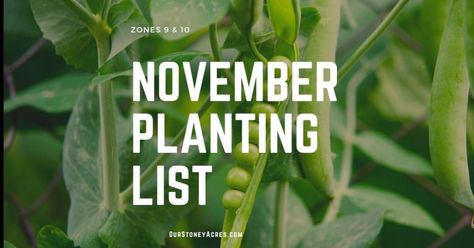 Planting in November: Zones 9 & 10 - Our Stoney Acres Garden Hack, Growing Green Beans, Cauliflower Plant, Growing Peas, Grape Arbor, Growing Onions, Growing Carrots, Bird Netting, Zone 10