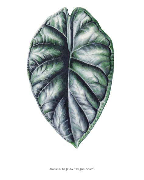 Alocasia Drawing, Alocasia Tattoo, Alocasia Baginda, Scale Drawing, Scale Art, Dragon Sketch, Watercolor Plants, Leaf Drawing, Dragon Scale