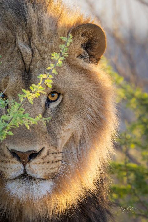 Lion Photography, Lions Photos, Lion Love, Asthetic Picture, Lion Wallpaper, Lion Images, Big Cats Art, Lion Pictures, Funny Animal Photos