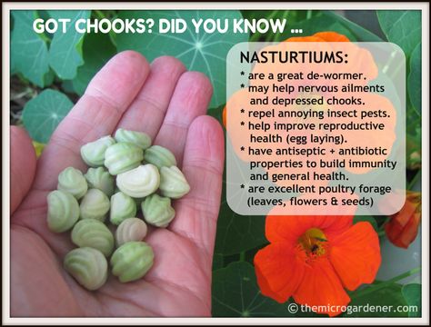 Do you have poultry or know someone who does? NASTURTIUMS are a valuable addition to the garden. They help boost chook health + save $$ with free feed. Learn more @ http://themicrogardener.com/how-to-grow-use-nasturtiums/ | The Micro Gardener Herbs For Chickens, Farm Livestock, Micro Farm, Chicken Ideas, Chicken Health, Farm Living, Chicken Garden, Insect Pest, Keeping Chickens