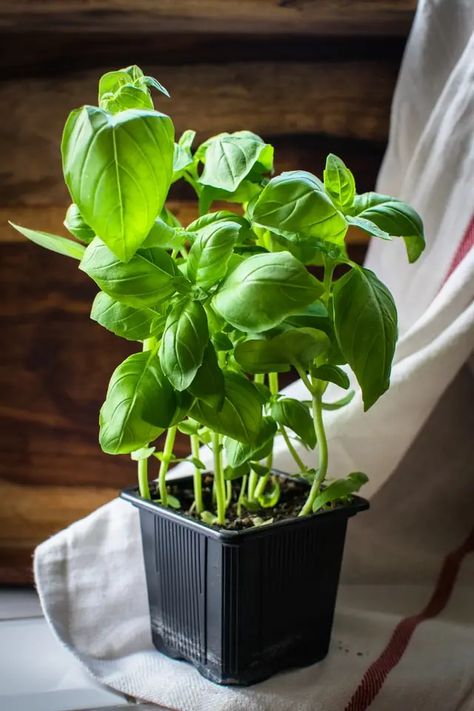 Holy Basil Benefits, Growing Basil Indoors, Harvesting Basil, Regrow Vegetables, Salvia Officinalis, Growing Basil, Basil Seeds, Basil Plant, Thai Basil