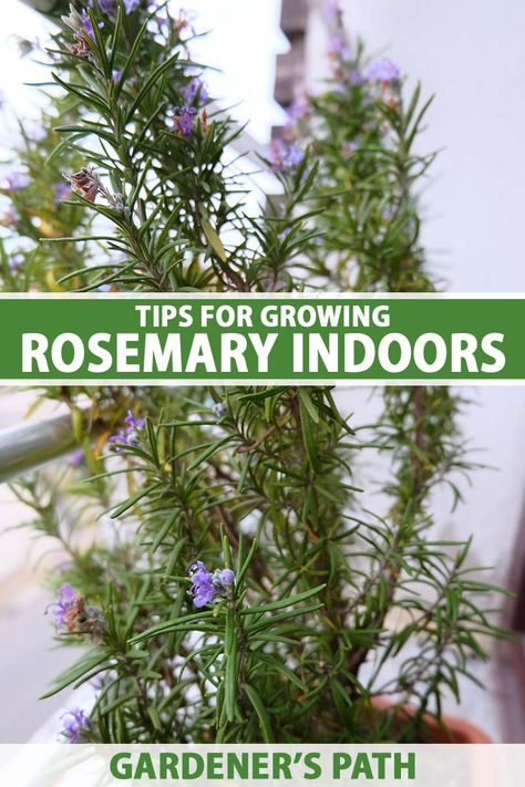 Grow Rosemary Indoors, Rosemary Growing, Idaho Garden, Rosemary Plant Care, Growing Rosemary Indoors, How To Grow Rosemary, Grow Rosemary, Growing Herbs Indoors, Rosemary Herb