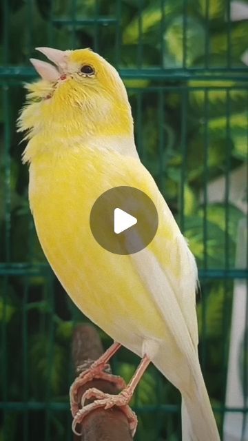 Bird Singing, Canary Birds, Essential Oils For Hair, Cute Birds, Bird Photography, Bird Lovers, Amazing Nature, Beautiful Birds, Singing