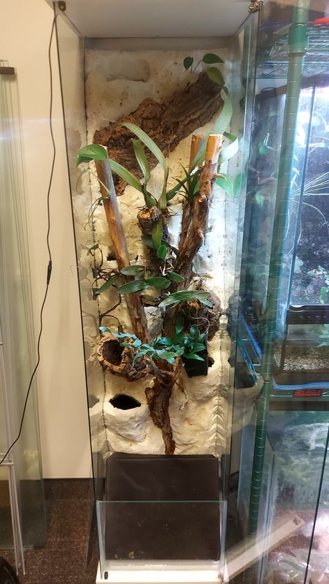 Just placed a could of orchids to kinda get a feel of what I wanted for the tank. Ikea Vivarium, Animal Enclosures, Frog Terrarium, Gecko Terrarium, Enclosure Ideas, Terrarium Ideas, Reptile Room, Animal Ideas, Reptile Enclosure