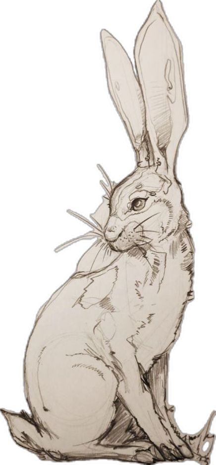 Drawing Of A Pencil, Draw Easter Bunny, Easter Bunny Drawing, Hare Sketch, Hare Drawing, Drawing Rabbit, Hare Illustration, Draw Step By Step, Rabbit Drawing