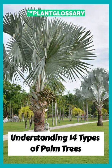 Understanding 14 Types of Palm Trees Types Of Palm Trees, Needle Palm, Bismarck Palm, European Fan Palm, Mexican Fan Palm, Canary Island Date Palm, Small Palm Trees, Bamboo Palm, Fan Palm