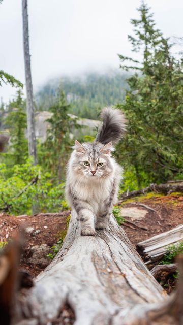 𝐑𝐞𝐢𝐧𝐡𝐚𝐫𝐝𝐭 🧶 on Instagram: "Today’s catwalk requires a log of sass 😼 @siberian_reinhardt #catsofinstagram #meow #reels #catlife #instacat #earthfocus #Canada #meowed #destination #trending #catlover #cats #exploreCanada #travelblogger #weeklyfluff #COIcommunity #explorepage #cat #videoedits #catvideo #exploreBC #Siberian_Reinhardt" Siberian Reinhardt, Explore Canada, A Log, Cat Gif, Cat Life, Cats Of Instagram, Travel Blogger, Cat Lovers, Log