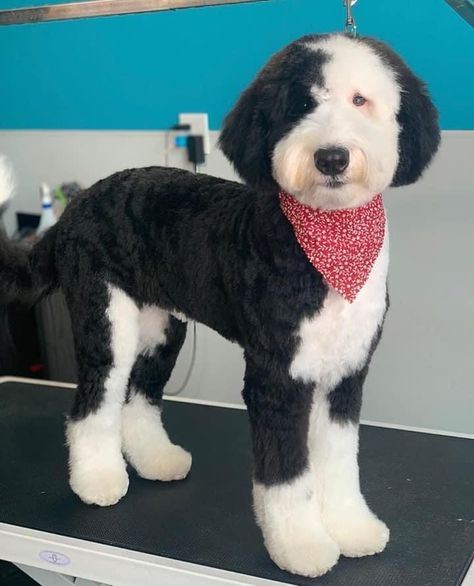 Sheepdog Haircut, Sheepadoodle Haircuts, Sheepadoodle Haircut, Sheepadoodle Grooming, Bernadoodle Haircuts, Sheepadoodle Haircut Styles, Sheepadoodle Grooming Styles, Bernedoodle Grooming Styles, Groomed Sheepadoodle