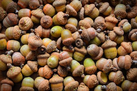 Decorating With Acorns For Fall, Drying Acorns For Crafts, How To Preserve Acorns For Crafts, How To Preserve Acorns, Preparing Acorns For Crafts, What To Do With Acorns, Dried Acorns, Acorn Craft, Acorn Art