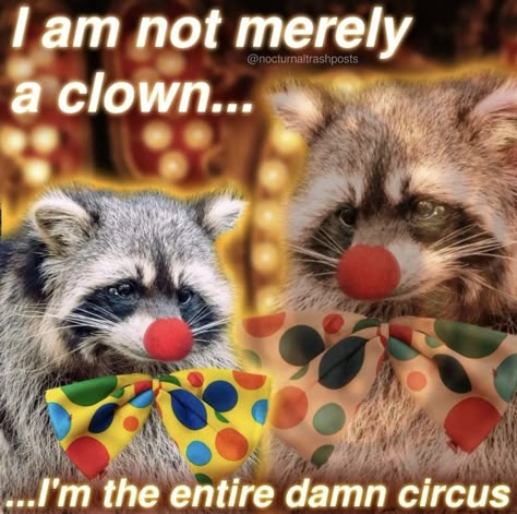 Dnd Jester, Raccoon Images, Karl Bsd, Raccoon Memes, Casual Lace Dress, Silly Clown, Trash Pandas, Biblically Accurate, Awesome Possum