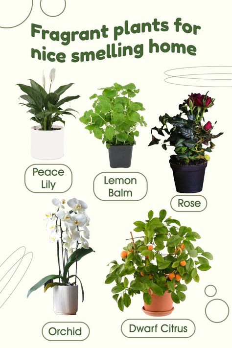 Good Smelling Plants Indoor, Plants That Clean Indoor Air, Good Smelling Plants, Plant Placement In Home, Plants Without Sunlight, Must Have Plants, Inside House Plants, Safe House Plants, Plants Living Room