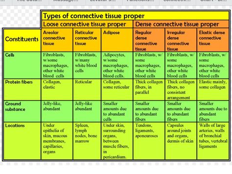 Loose Connective Tissue, Medical School Studying, Lecture Notes, Connective Tissue, Human Anatomy And Physiology, White Blood Cells, Lectures Notes, Study Guides, Blood Cells