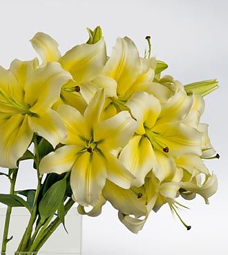 yellow asiatic lillies Lily Bridal Bouquet, Samantha Wedding, Beachy Wedding, Yellow Bouquets, Lily Bouquet, Wedding Theme Colors, Cute Wedding Ideas, Yellow Wedding, Wedding Arrangements