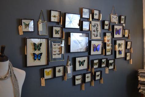 Our framed Butterfly wall! Taxidermy butterflies, black frames, and brass frames. Butterfly In Frame Decor, Taxidermy Butterfly Wall, Butterfly Specimen Display, Butterfly Gallery Wall, Butterfly Taxidermy Decor, Taxidermy Wall Display, Butterfly Mounting, Framed Butterfly Wall Art, Taxidermy Butterflies