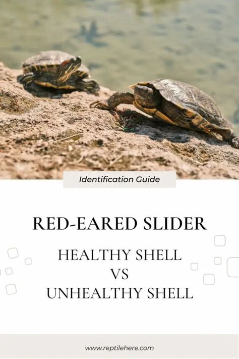 #Red-Eared Slider Healthy Shell #Red-Eared Slider Unhealthy Shell #Turtles shell Red Ear Slider, Red Eared Slider Turtle, Slider Turtle, Red Eared Slider, Turtle Shell, Turtles, Sliders, To Tell, Dark Green