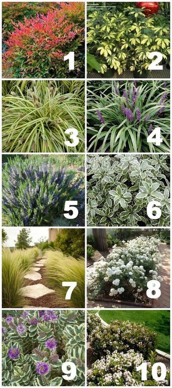 Reka Bentuk Landskap, Front Yard Plants, Drought Tolerant Garden, Drought Tolerant Landscape, Desain Lanskap, Landscape Designs, Front Lawn, Have Inspiration, The Secret Garden