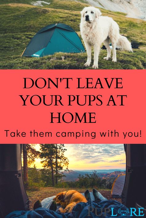 Camping is a family affair and your dog is very much part of your family. Here is what to consider before you go camping with your dog for the first time. #dogcamping #campingwithyourpup #camping Camping Dogs, Camping With Dogs, How To Camp, Camping Tents, Dog Camping, Camping Destinations, Camping Adventure, Watch Dogs, Family Affair