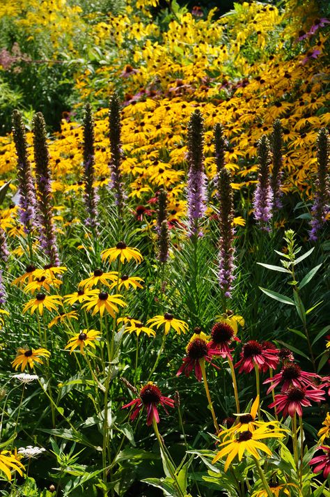 Liatris,+Echinacea,+Rudbeckia+'Goldsturm',+Ratibida+pinnata Scent Garden, Prairie Garden, Landscaping Inspiration, Perennial Border, California Garden, Gravel Garden, Pollinator Garden, Garden Borders, Black Eyed Susan