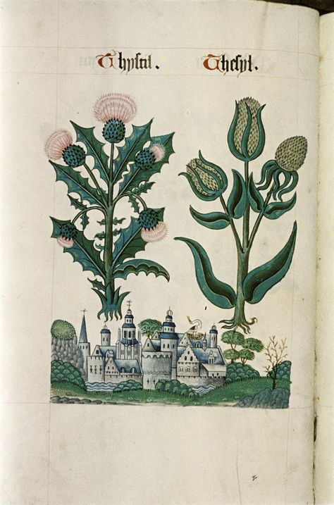 Tudor Pattern, Bodleian Library, Medieval Artwork, Medieval Tapestry, The Tudor, Scientific Illustration, Botanical Drawings, Medieval Art, Illuminated Manuscript