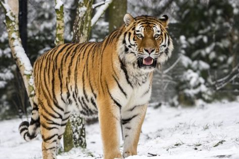 Caspian Tiger, Tiger Species, Tiger Facts, Eurasian Lynx, Black Rhinoceros, Wild Pig, Panthera Tigris, Panthera Leo, Rare Cats