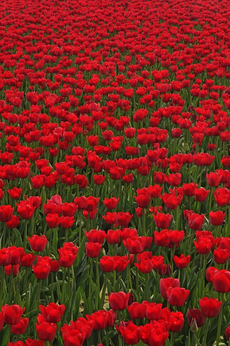 Tulip Field, Tulip Festival, Tulips Garden, Tulip Fields, Red Tulips, Beautiful Rose Flowers, Flower Farm, Flowers Nature, Flower Field