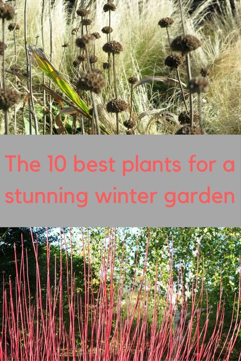 10 creative ways to improve your winter garden Winter Planting, French Country Garden, Fall Vegetables, Survival Gardening, Winter Vegetables, Best Plants, Winter Plants, Garden Guide, Olive Garden