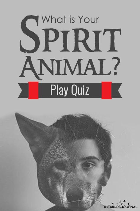 What Is Your Inner Spirit Animal? Find Out With This Quiz Spirit Animal Test, What's My Spirit Animal, Spirit Animal Quiz, Whats Your Spirit Animal, Find Your Spirit Animal, Animal Quiz, Play Quiz, Spiritual Animal, Animal Spirit Guides