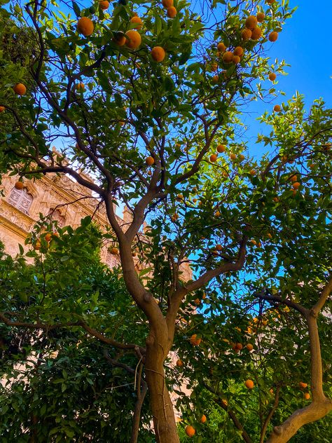 Valencia, Spain Valencia Orange, Orange Tree, Valencia, Spain, Orange, Plants