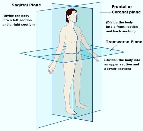 Body Planes And Body Sections Body Planes, Sagittal Plane, Longitudinal Section, Types Of Angles, Vertical Angles, Pet Scan, Mri Scan, 3d Space, Ct Scan